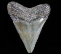 Juvenile Megalodon Tooth - South Carolina #74207-1